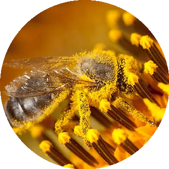 Nesa Honey
